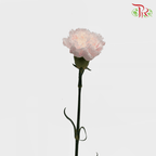 Carnation Dyed Wasabi - White Pink (10 Stems)-Pink-China-prflorist.com.my