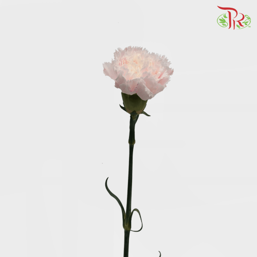 Carnation Dyed Wasabi - White Pink (10 Stems)-Pink-China-prflorist.com.my