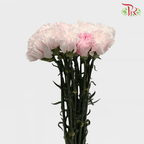 Carnation Dyed Wasabi - White Pink (10 Stems)-Pink-China-prflorist.com.my