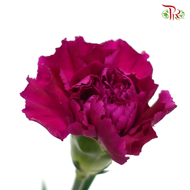 Carnation - Golem (19-20 Stems)-Purprle-Vietnam-prflorist.com.my