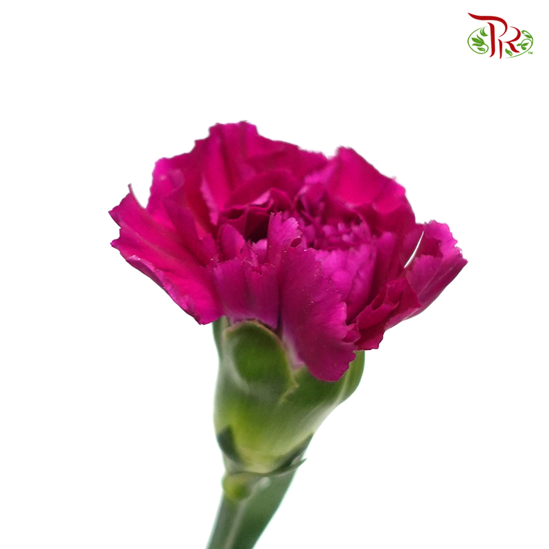 Carnation - Golem (19-20 Stems)-Purprle-Vietnam-prflorist.com.my