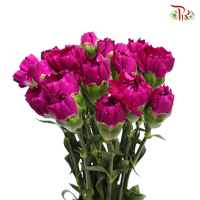 Carnation - Golem (19-20 Stems)-Purprle-Vietnam-prflorist.com.my
