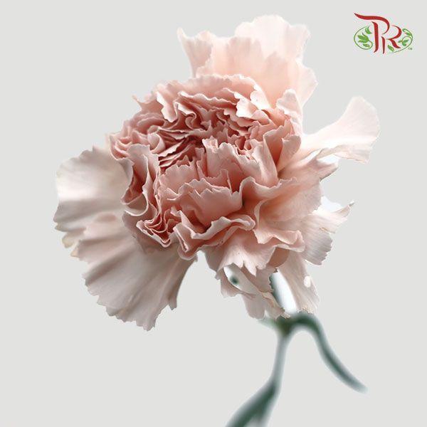 Carnation - Grazia (10 Stems)-Columbia-prflorist.com.my