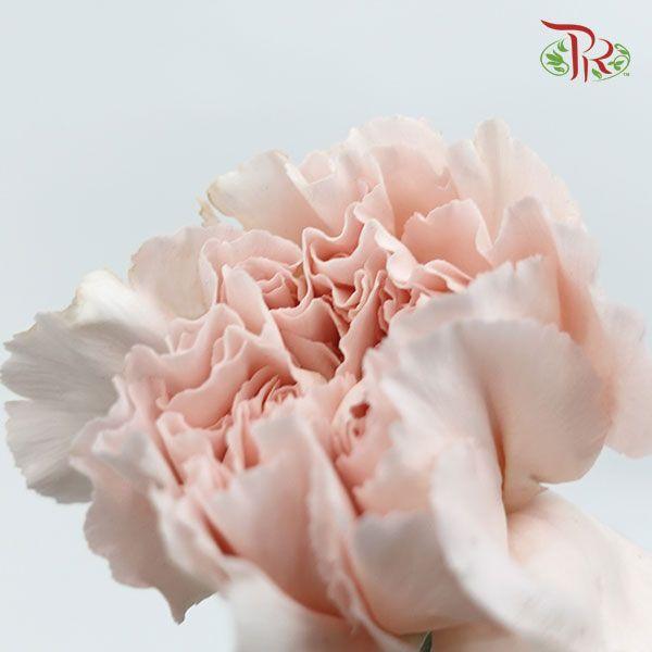 Carnation - Grazia (10 Stems)-Columbia-prflorist.com.my