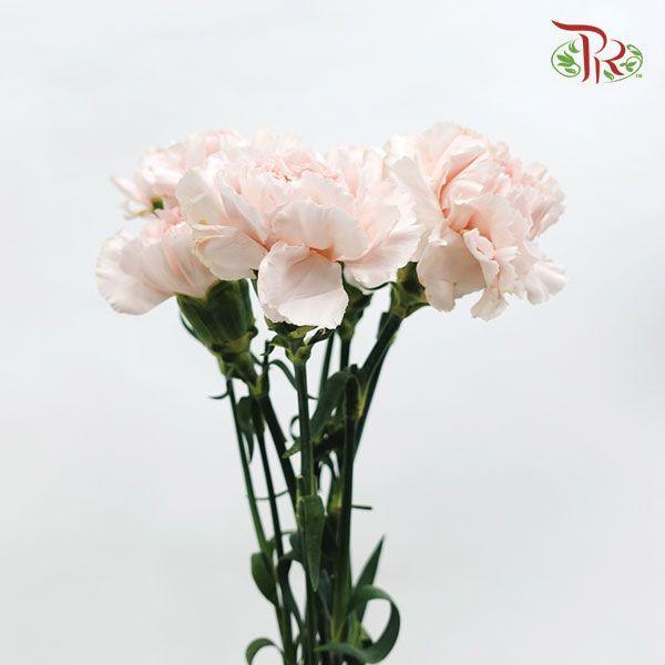 Carnation - Grazia (10 Stems)-Columbia-prflorist.com.my