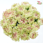Carnation - Green With Pink Line (18-20 Stems)-Green-China-prflorist.com.my
