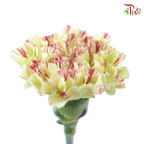 Carnation - Green With Pink Line (18-20 Stems)-Green-China-prflorist.com.my