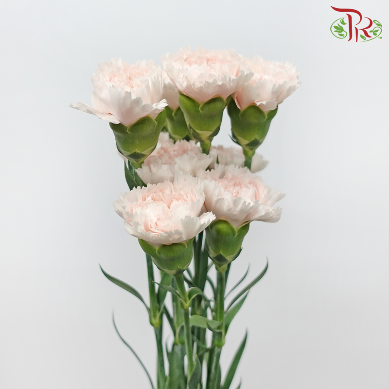 Carnation - Hanoi (10 Stems)-Light Peach-Columbia-prflorist.com.my
