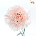 Carnation - Hanoi (10 Stems)-Light Peach-Kenya-prflorist.com.my