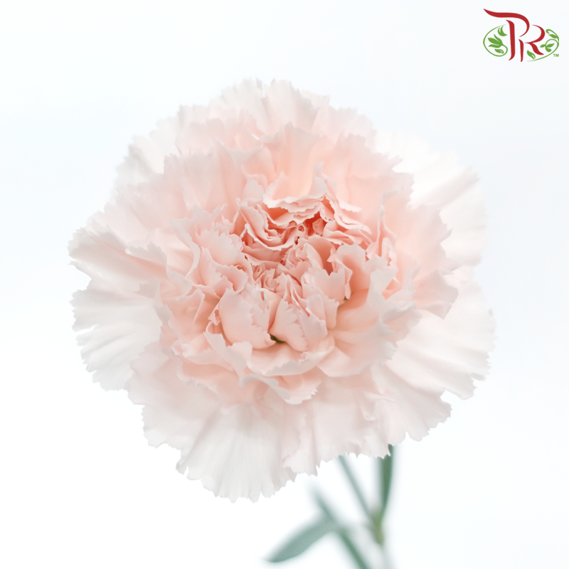 Carnation - Hanoi (10 Stems)-Light Peach-Kenya-prflorist.com.my