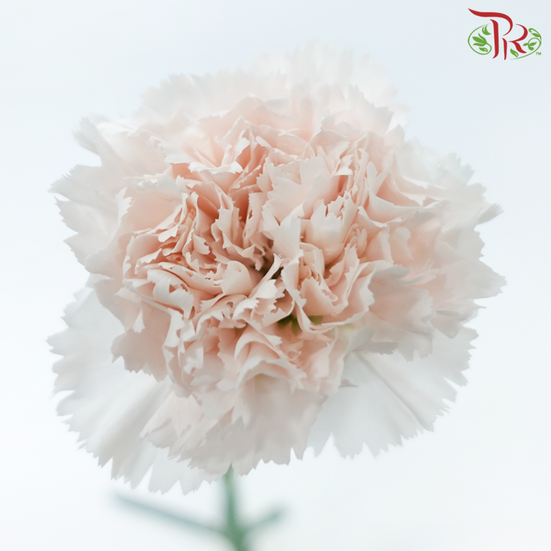 Carnation - Ivory Cream (10 Stems)-Ivory Cream-Columbia-prflorist.com.my