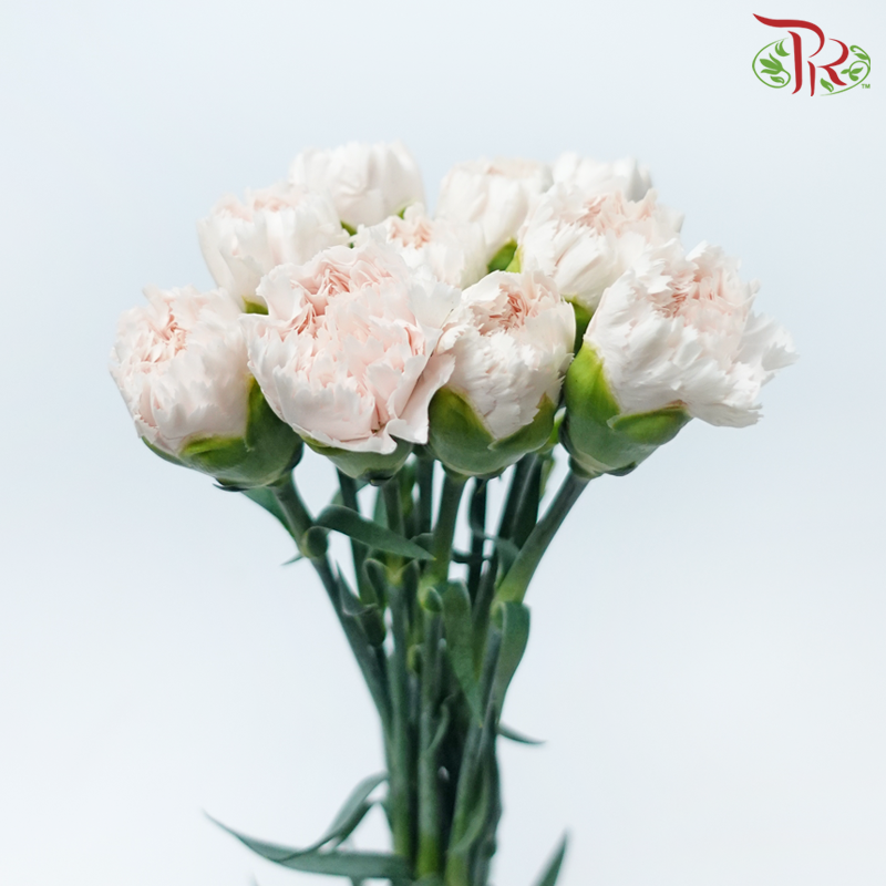 Carnation - Ivory Cream (10 Stems)-Ivory Cream-Columbia-prflorist.com.my