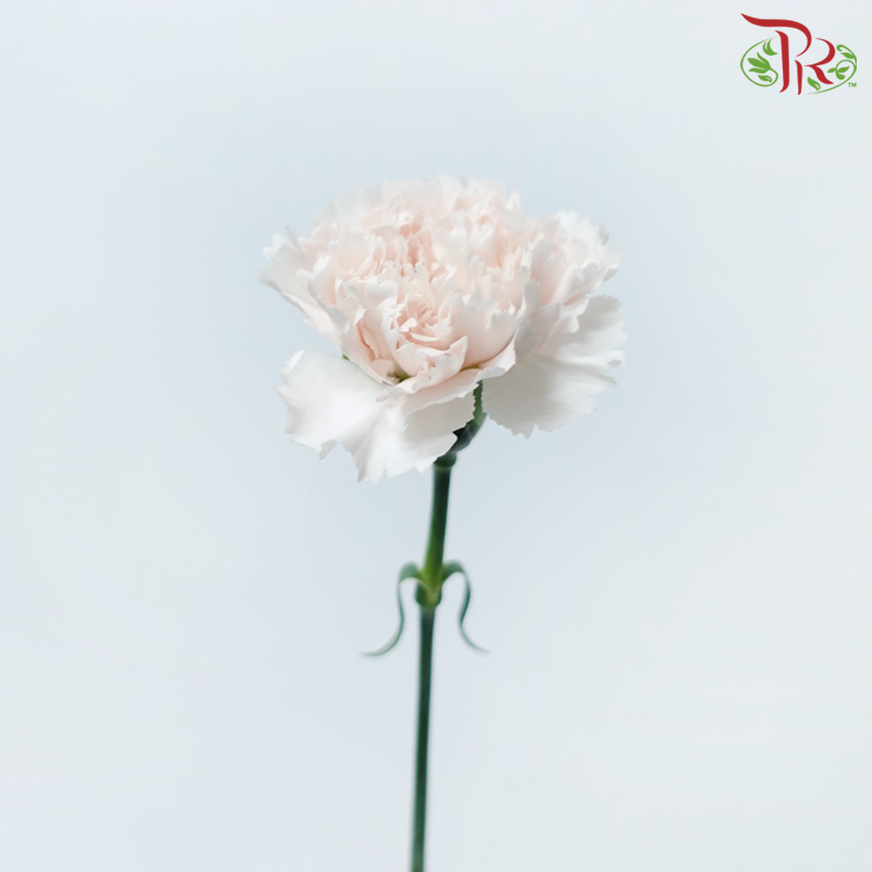Carnation - Ivory Cream (10 Stems)-Ivory Cream-Columbia-prflorist.com.my
