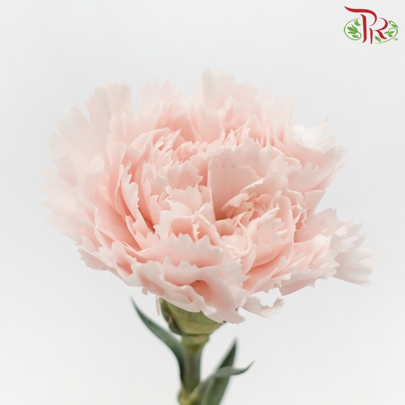 Carnation - Joyce (10 Stems)-Joyce-Columbia-prflorist.com.my