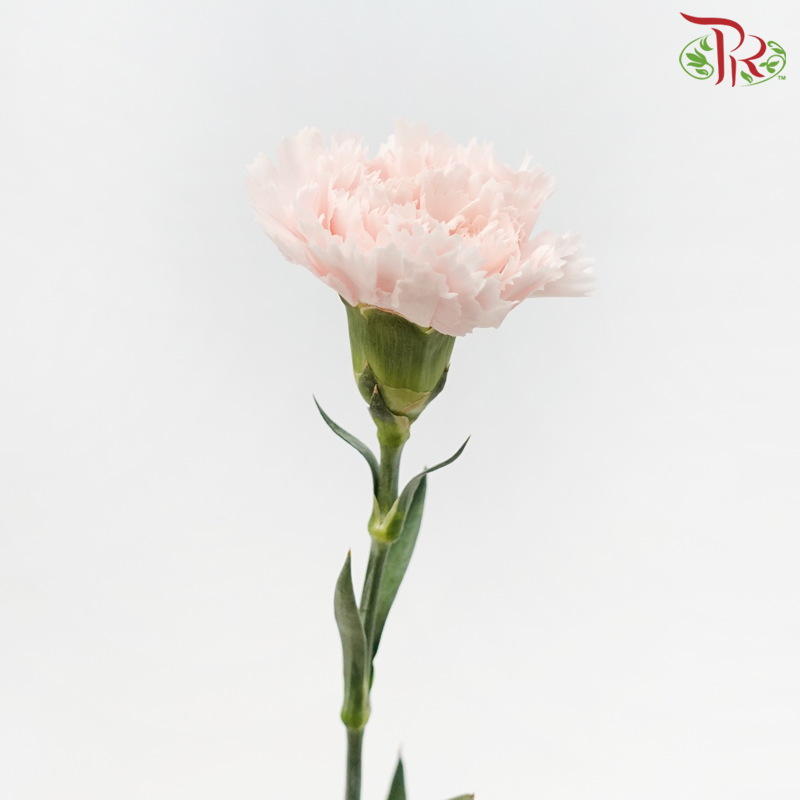 Carnation - Joyce (10 Stems)-Joyce-Columbia-prflorist.com.my
