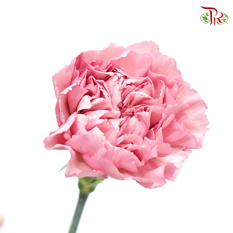 Carnation - Kobi Pink (10 Stems)-Pink-Columbia-prflorist.com.my