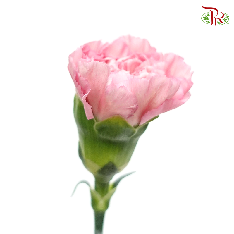 Carnation - Kobi Pink (10 Stems)-Pink-Columbia-prflorist.com.my