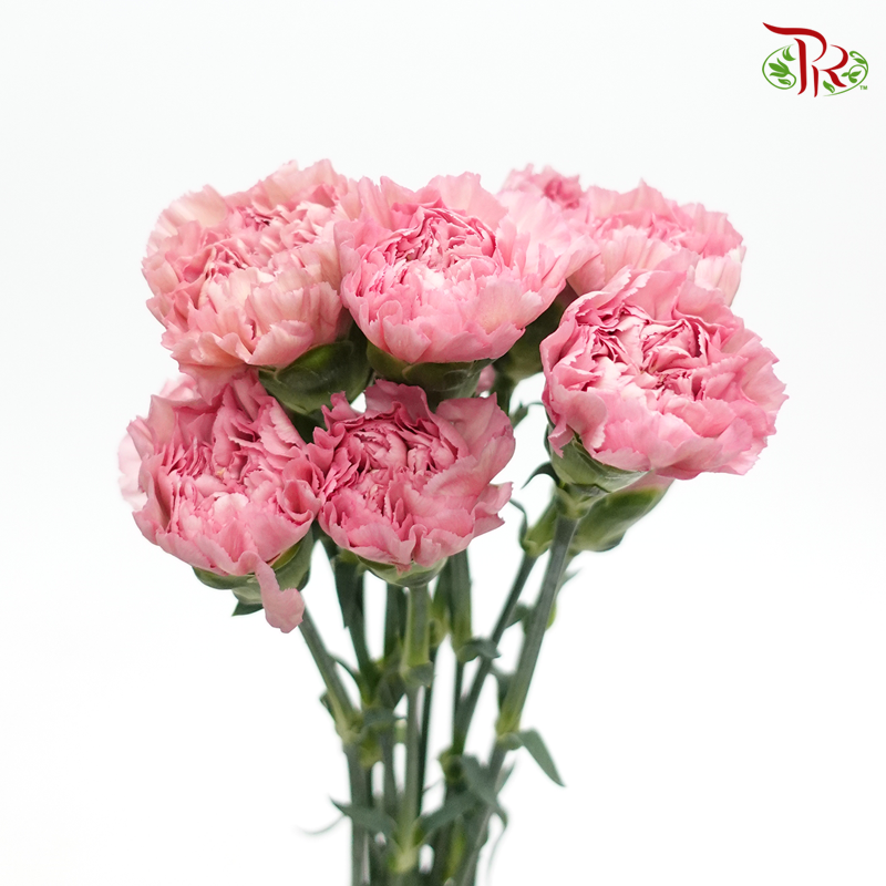Carnation - Kobi Pink (10 Stems)-Pink-Columbia-prflorist.com.my