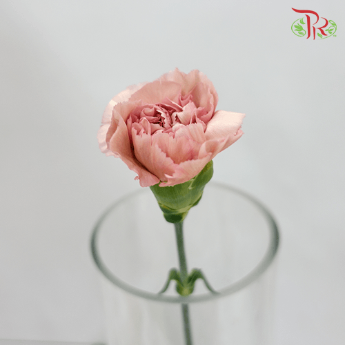 Carnation - Lege Pink (10 Stems)-Pink-Columbia-prflorist.com.my