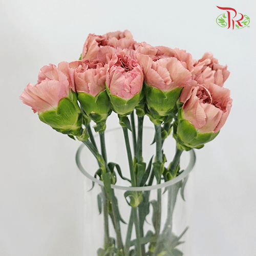 Carnation - Lege Pink (10 Stems)-Pink-Columbia-prflorist.com.my