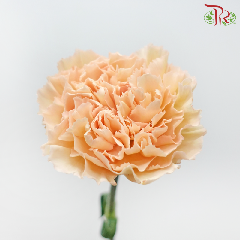 Carnation - Light Apricot (18-20 Stems)-Light Apricot-China-prflorist.com.my