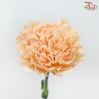 Carnation - Light Apricot (18-20 Stems)-Light Apricot-China-prflorist.com.my