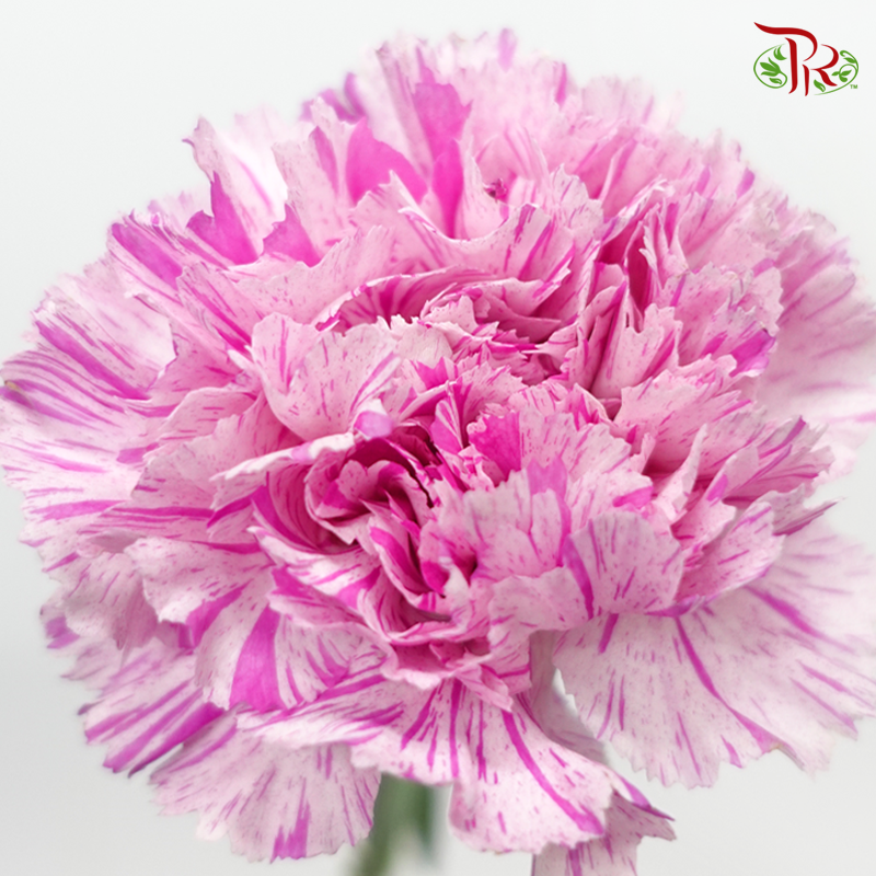 Carnation- Light Pink With Pink Line (10 Stems)-Pink in White Line-Columbia-prflorist.com.my