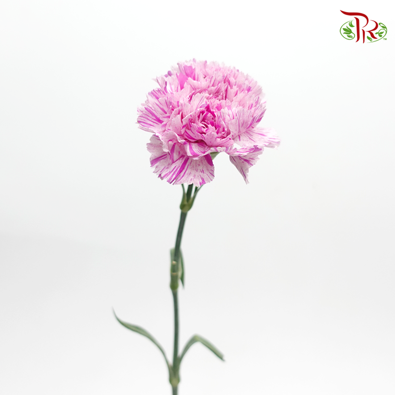 Carnation- Light Pink With Pink Line (10 Stems)-Pink in White Line-Columbia-prflorist.com.my