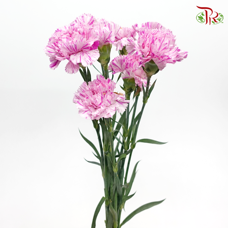 Carnation- Light Pink With Pink Line (10 Stems)-Pink in White Line-Columbia-prflorist.com.my
