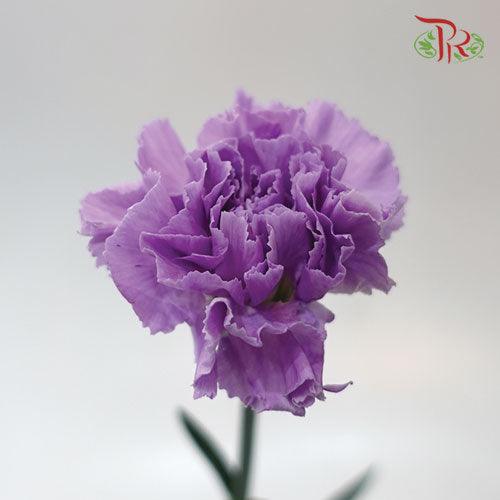 Carnation - Lilac (5 Stems)-Lilac-Netherland-prflorist.com.my