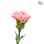 Carnation - Little Pink (18-20 Stems)-Pink-China-prflorist.com.my