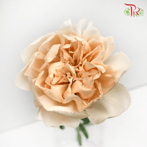 Carnation - Lizzy (10 Stems)-Columbia-prflorist.com.my