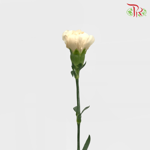 Carnation - Lizzy (10 Stems)-Columbia-prflorist.com.my