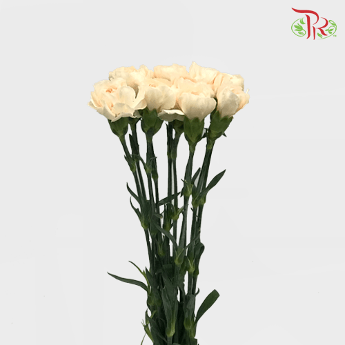 Carnation - Lizzy (10 Stems)-Columbia-prflorist.com.my