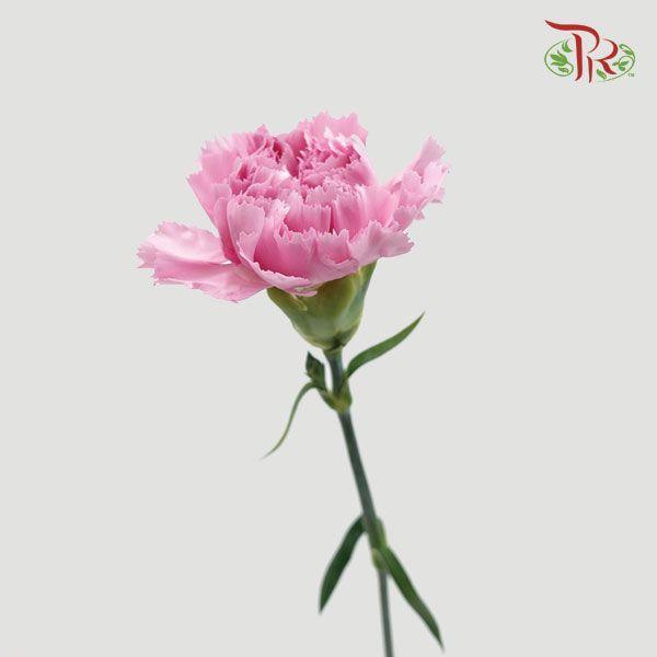 Carnation - Lotus (10 Stems)-Lilac-Columbia-prflorist.com.my