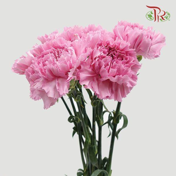 Carnation - Lotus (10 Stems)-Lilac-Columbia-prflorist.com.my