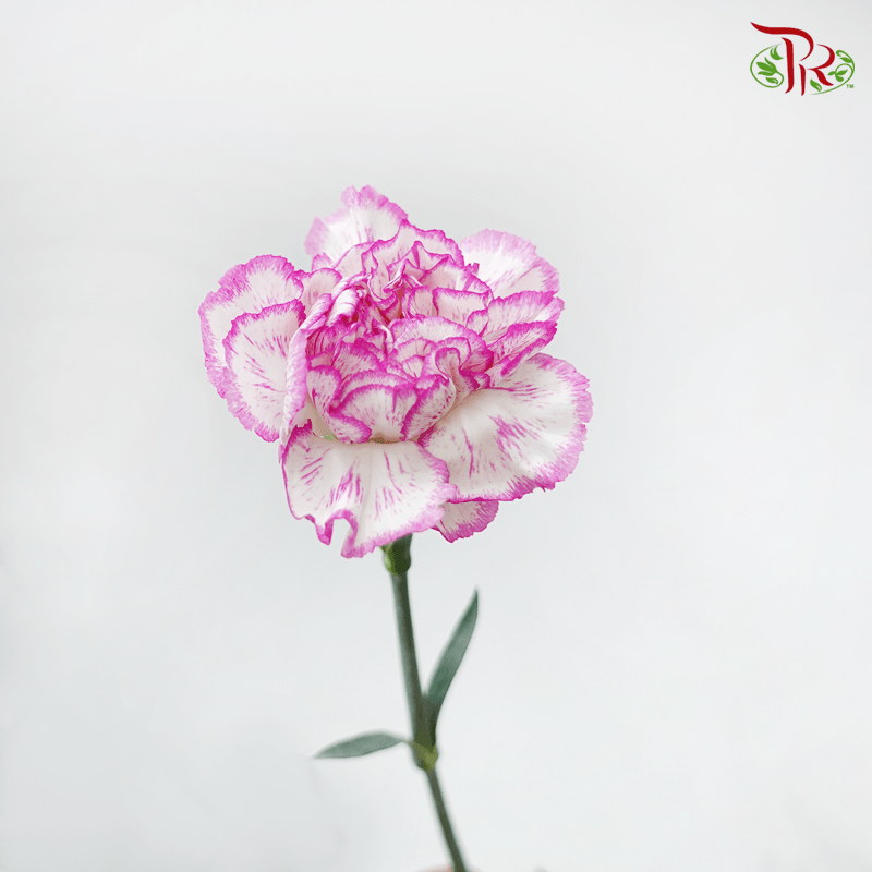 Carnation - Navigator (10 Stems)-Purple-Columbia-prflorist.com.my