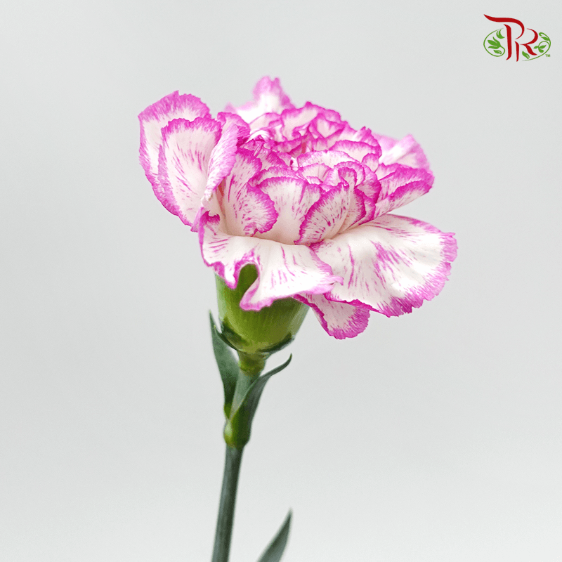 Carnation - Navigator (10 Stems)-Purple-Columbia-prflorist.com.my