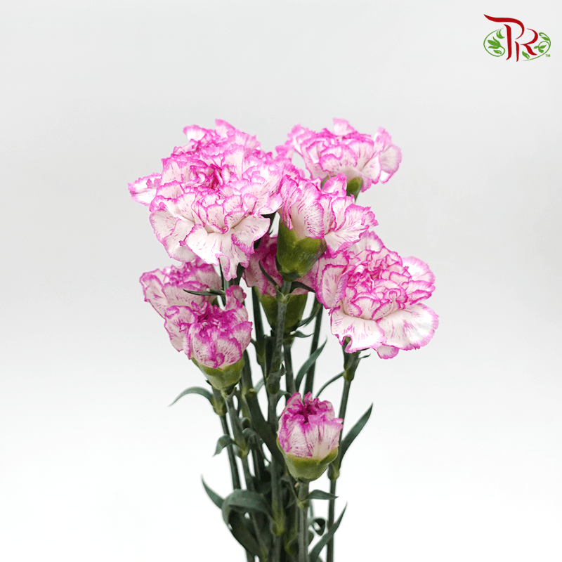 Carnation - Navigator (10 Stems)-Purple-Columbia-prflorist.com.my