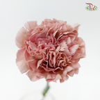 Carnation New Variety - Lege Pink (18-20 Stems)-Pink-Vietnam-prflorist.com.my