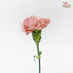 Carnation New Variety - Lege Pink (18-20 Stems)-Pink-Vietnam-prflorist.com.my
