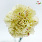 Carnation New Variety - Paoletto (18-20 Stems)-Green With Lining-Vietnam-prflorist.com.my