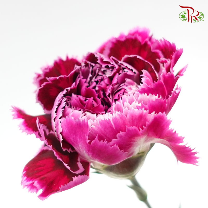 Carnation - Nobbio Boogaloo (10 Stems)-Purple-Columbia-prflorist.com.my