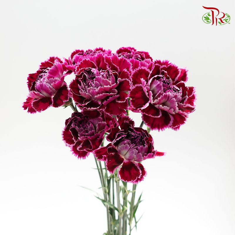 Carnation - Nobbio Boogaloo (10 Stems)-Purple-Columbia-prflorist.com.my