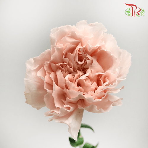 Carnation《康乃馨》
