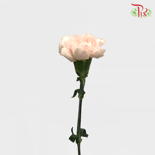 Carnation - Novia (10 Stems)-Columbia-prflorist.com.my