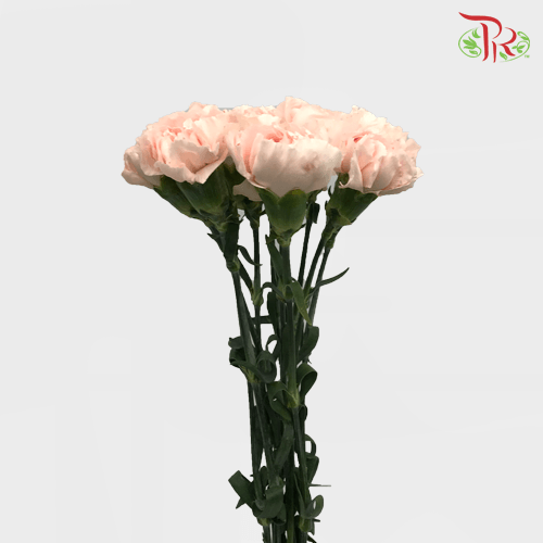 Carnation - Novia (10 Stems)-Columbia-prflorist.com.my