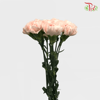 Carnation《康乃馨》