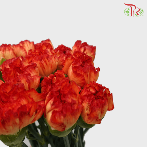 Carnation - Orange (18-20 Stems)-Orange-Malaysia-prflorist.com.my