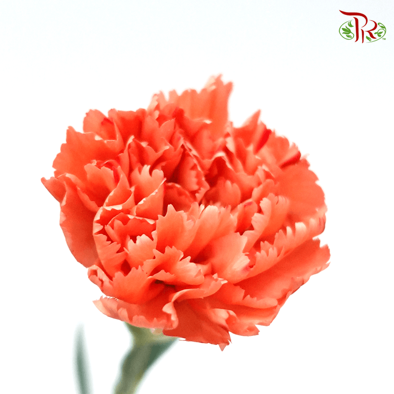 Carnation- Orange Magic (19 -20 Stems)-Orange-Vietnam-prflorist.com.my